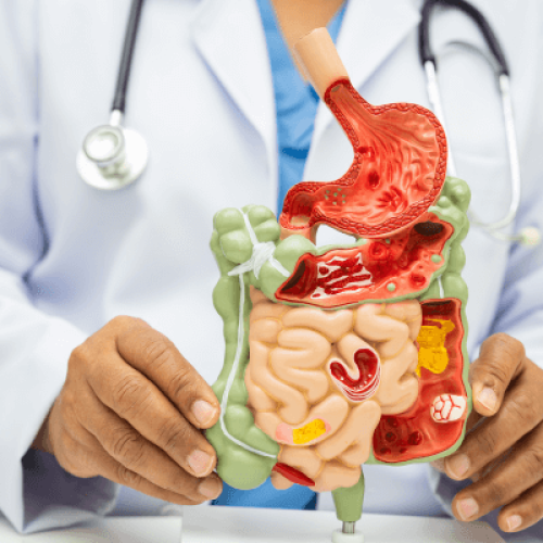 Ansiedade ou Disbiose? 7 Sinais de que seu Intestino está “Roubando” sua Paz Mental